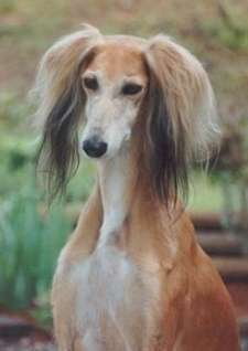 Is A Saluki Right For You? - Saluki 