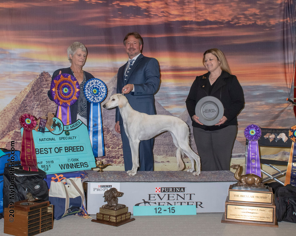 2019 Results - Best of Breed