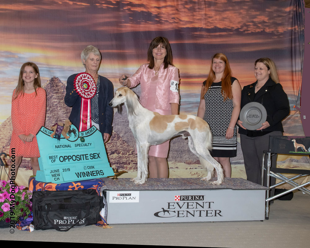 2019 Results - Best of Breed image