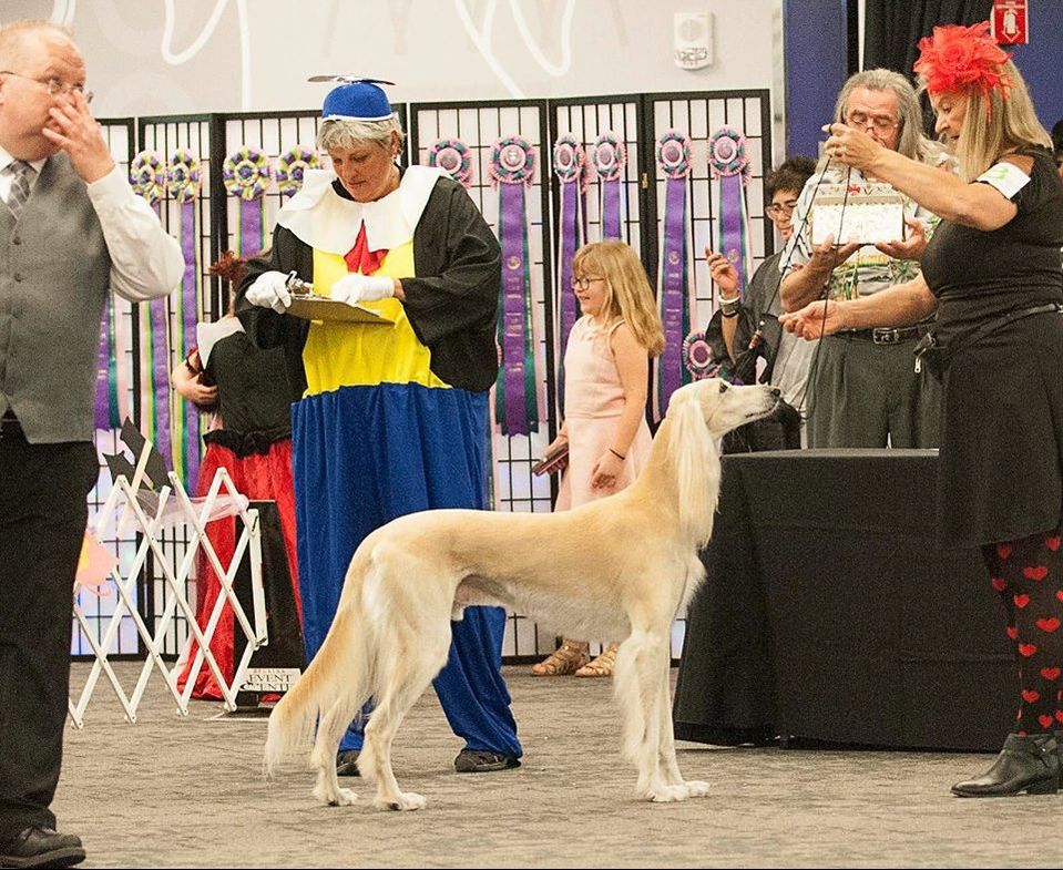 2018 National Obedience/Rally Results - Saluki Club of America